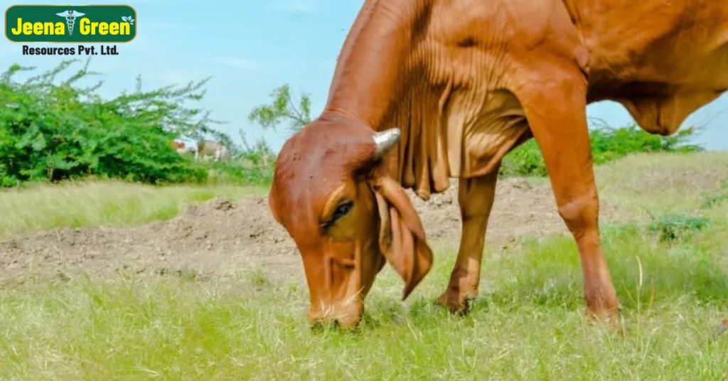 Gaumata is the Foundation of a Healthy Bharat: Cow-Based Living, Ayurveda & Nature’s Healing