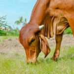 Gaumata is the Foundation of a Healthy Bharat: Cow-Based Living, Ayurveda & Nature’s Healing